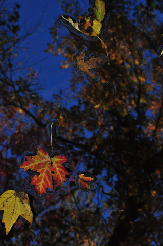Illustration for article titled Shooting Challenge Fall Leaves Gallery 4